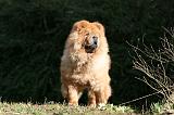 CHOW CHOW 634
